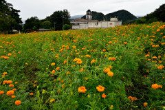 Festival de la flor de Cempasúchil