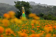 Festival de la flor de Cempasúchil