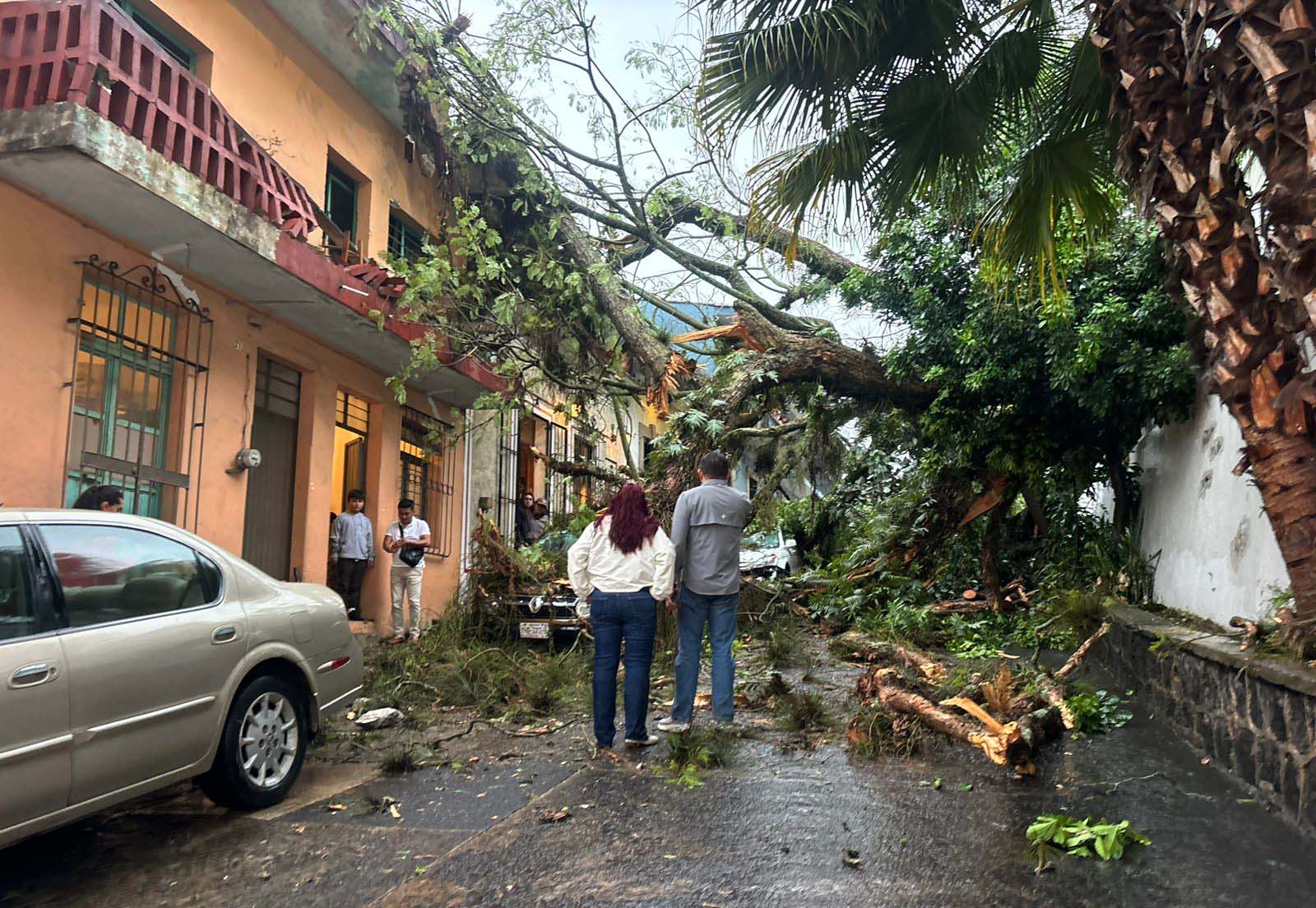 Caída de árbol en centro de Xalapa