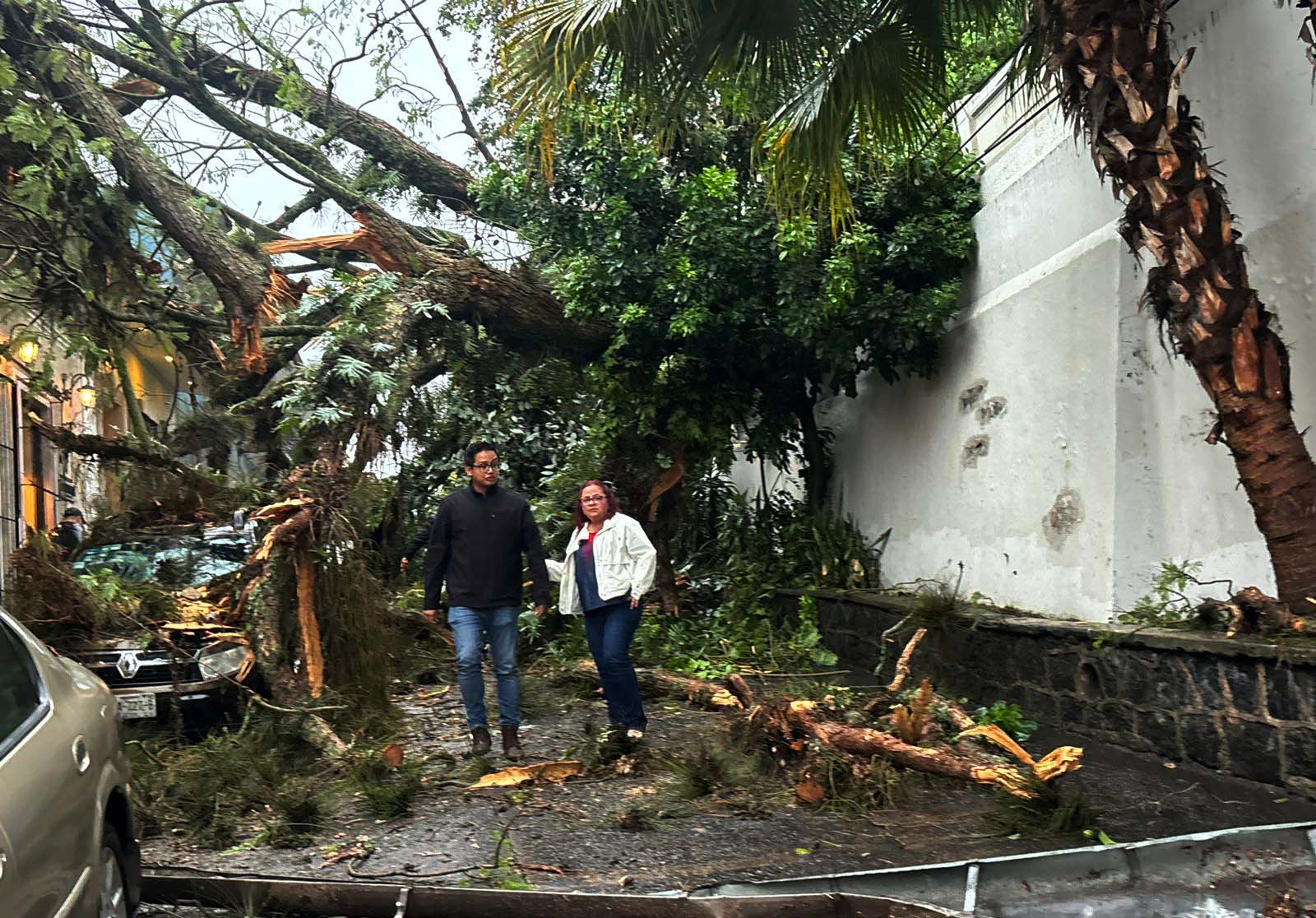 Caída de árbol en centro de Xalapa - Image 4