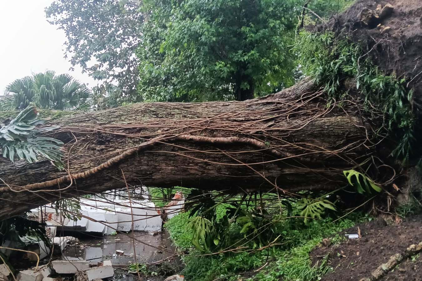 Caída de árbol en centro de Xalapa - Image 2